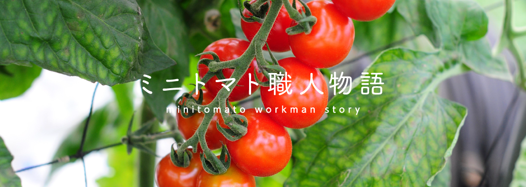 今金ミニトマト」職人物語 | 今金町農業協同組合